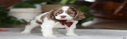Cocker Spaniel dogs for sale: Rocky - Ad 4