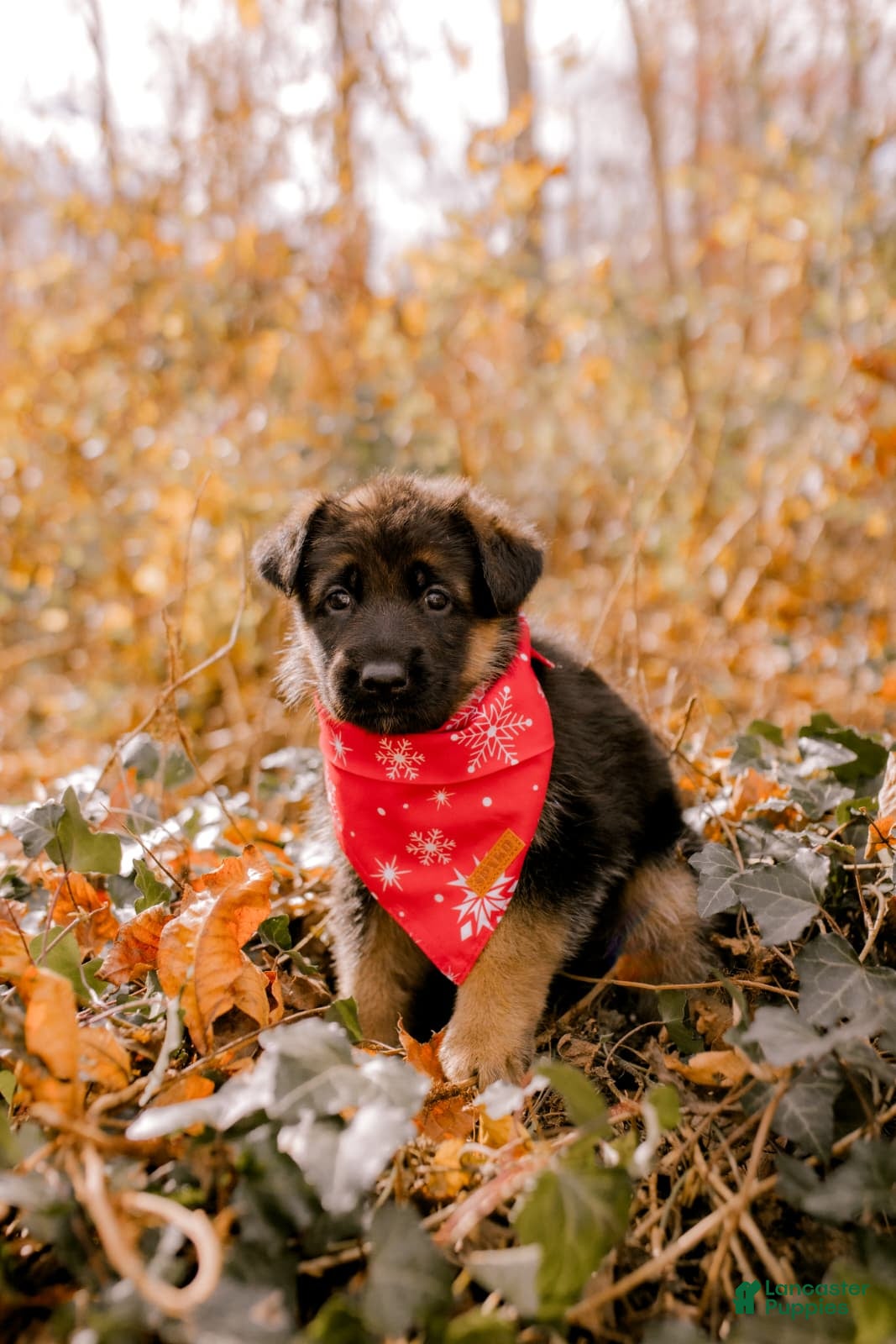 German Shepherd dogs Ella - Ad 35