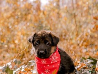 German Shepherd dogs Ella - Ad 35