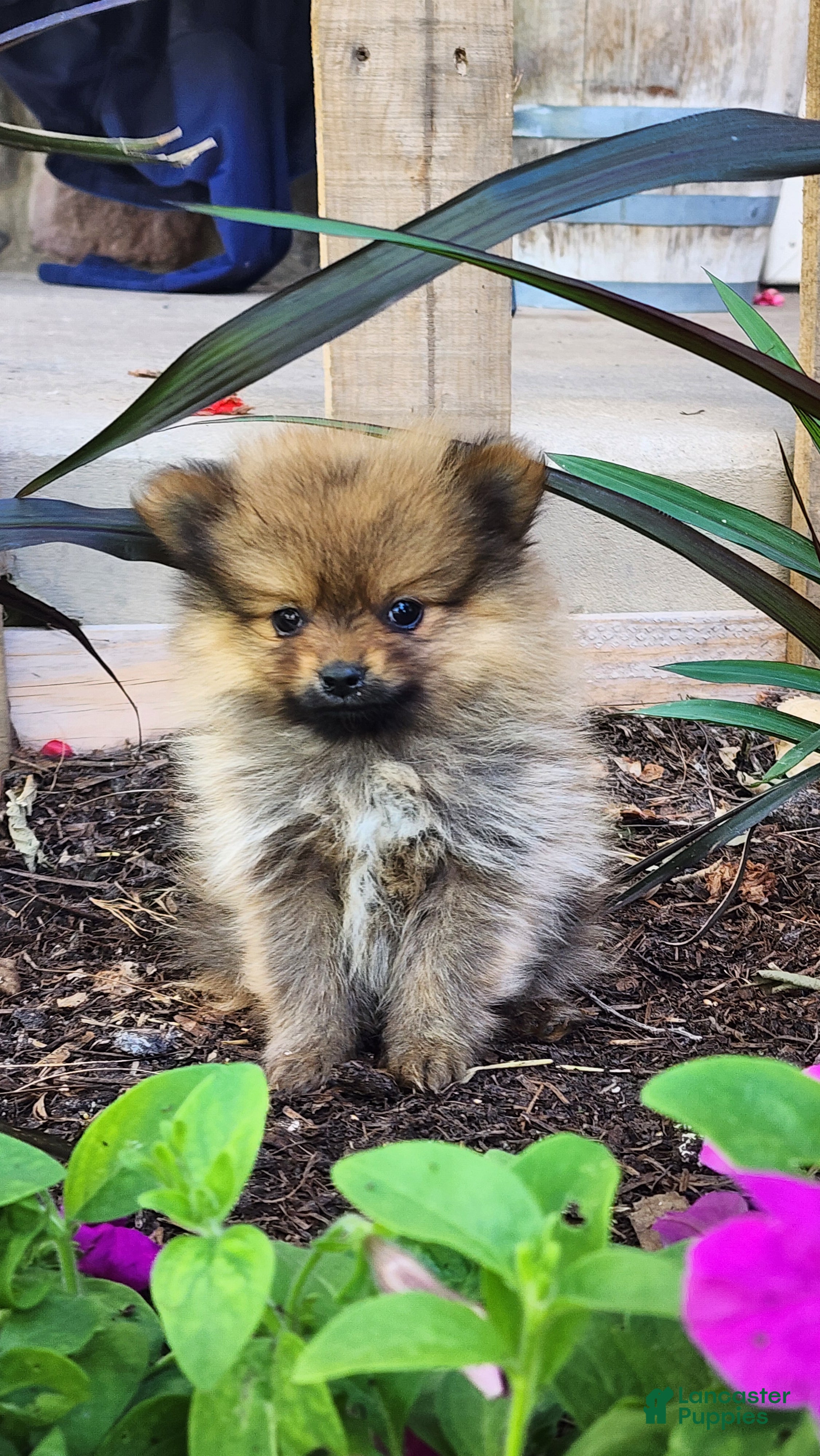 Pomeranian dogs Winx - Ad 3