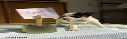 Chihuahua dogs for sale: Spot - Ad 3