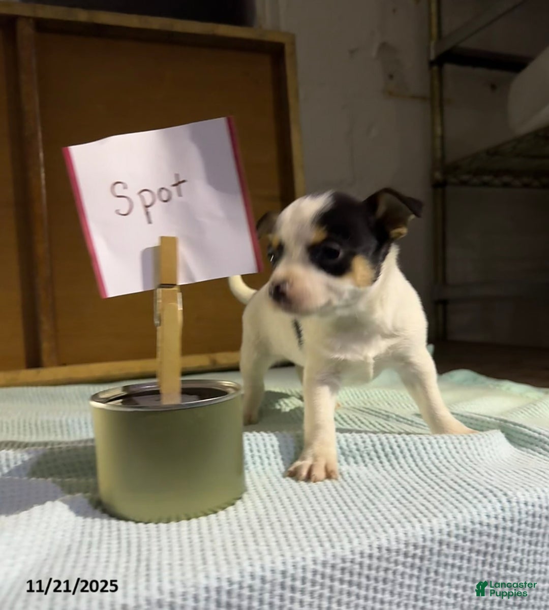 Chihuahua dogs for sale: Spot - Ad 3