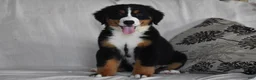 Bernese Mountain Dog dogs for sale: Maggie - Ad 3