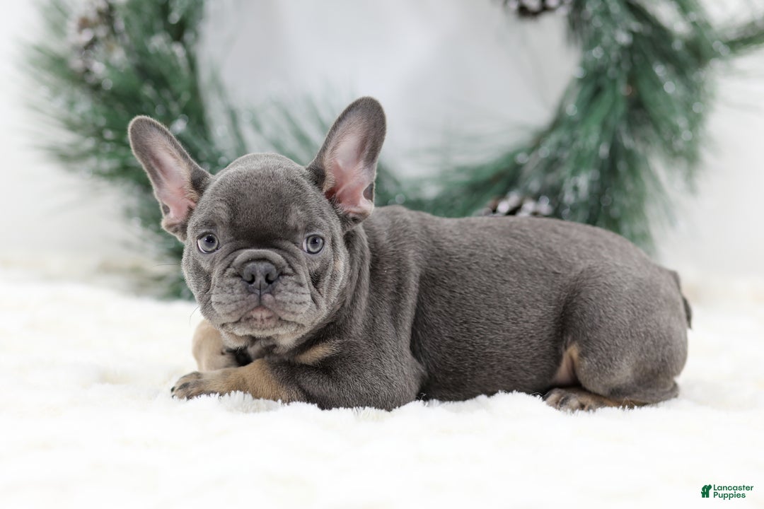 French Bulldog dogs for sale: Champ - Ad 6