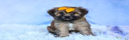 Shorkie dogs for sale: SUE - Ad 6