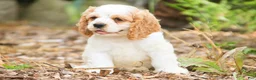 Cocker Spaniel dogs for sale: Angus Cocker Spaniel  - Ad 6