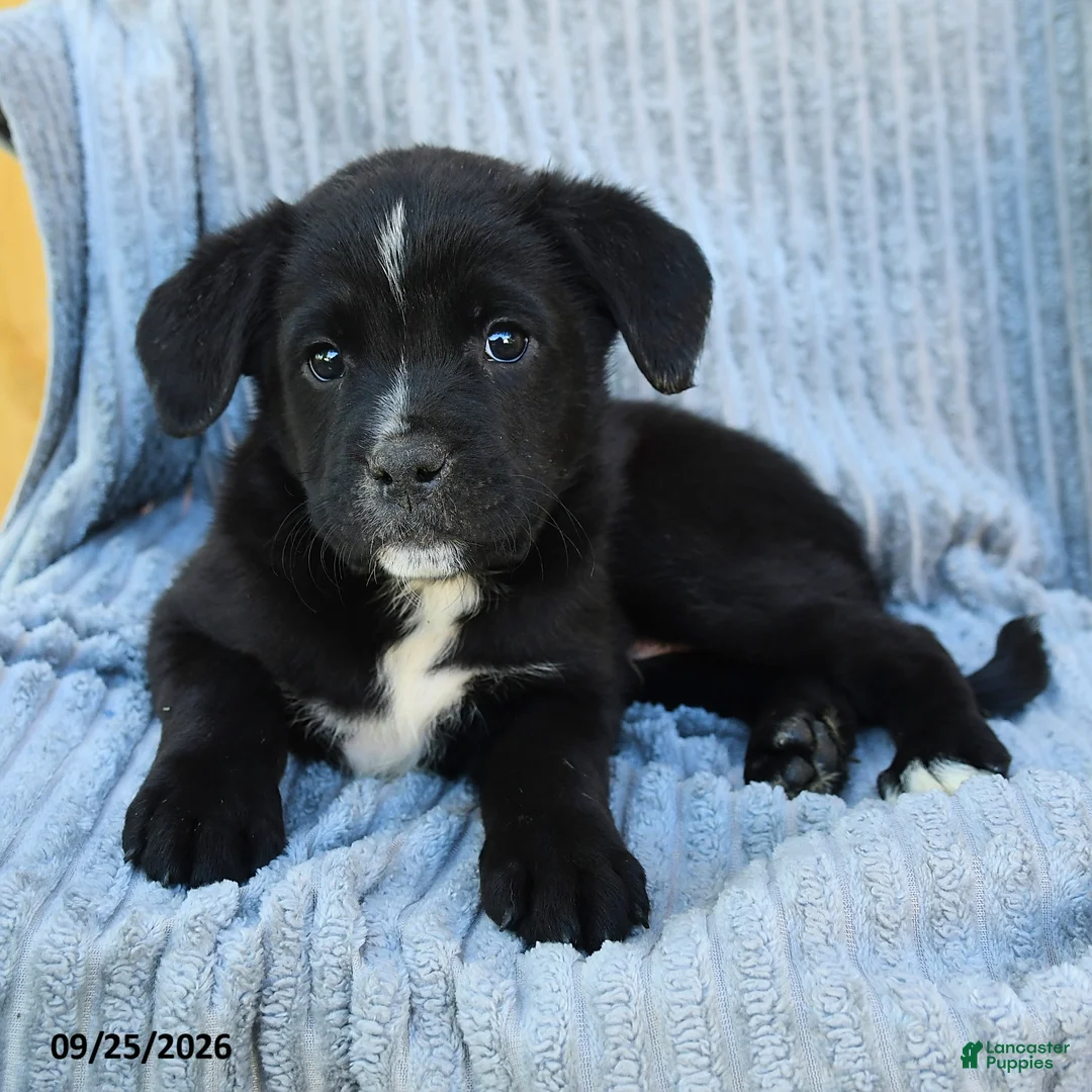 Mixed Breed dogs for sale: Nelson - Ad 2