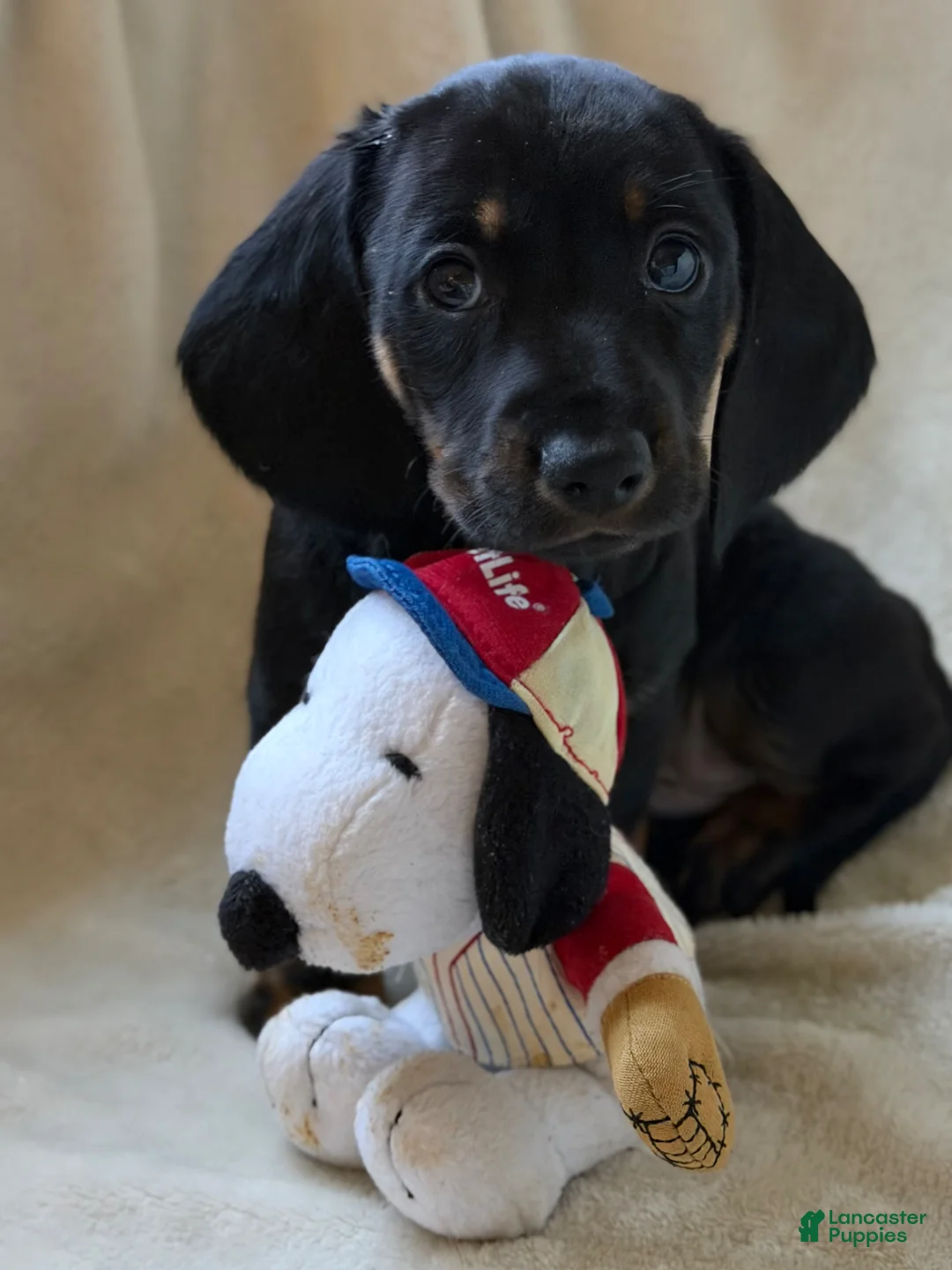 Miniature Dachshund dogs for sale: Daniel - Ad 2