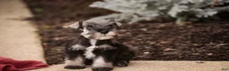 Miniature Schnauzer dogs for sale: Georgia Miniature Schnauzer - Ad 11