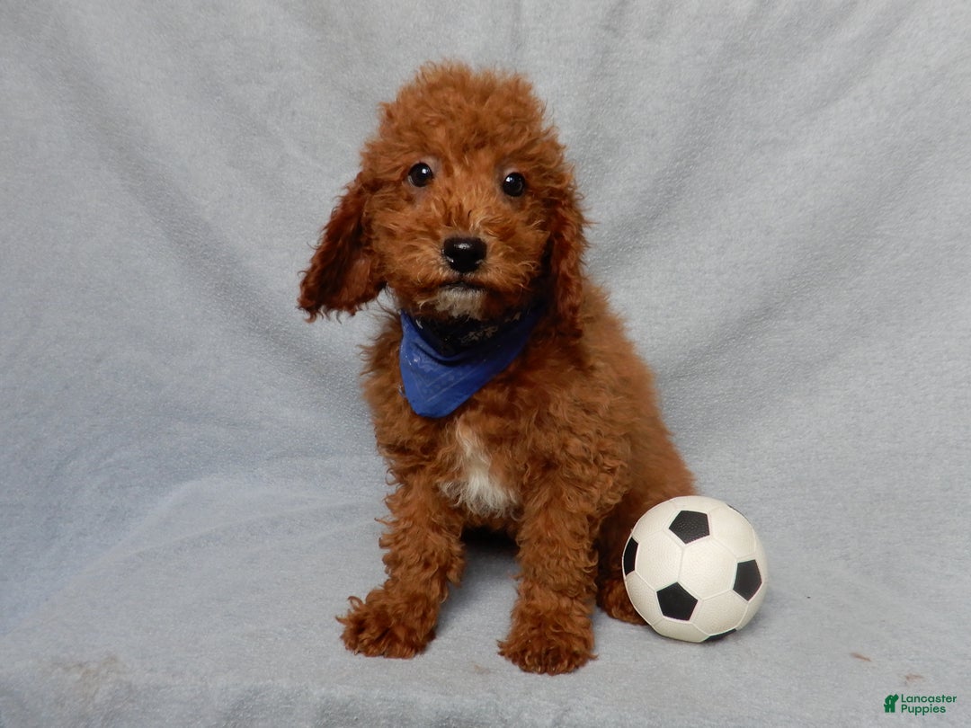 Mini Goldendoodle dogs for sale: Milo - Ad 3