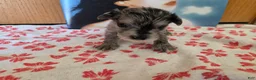 Miniature Schnauzer dogs for sale: Rosie - Ad 3