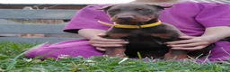 Doberman Pinscher dogs for sale: Doberman Pinscher 3 - Ad 3