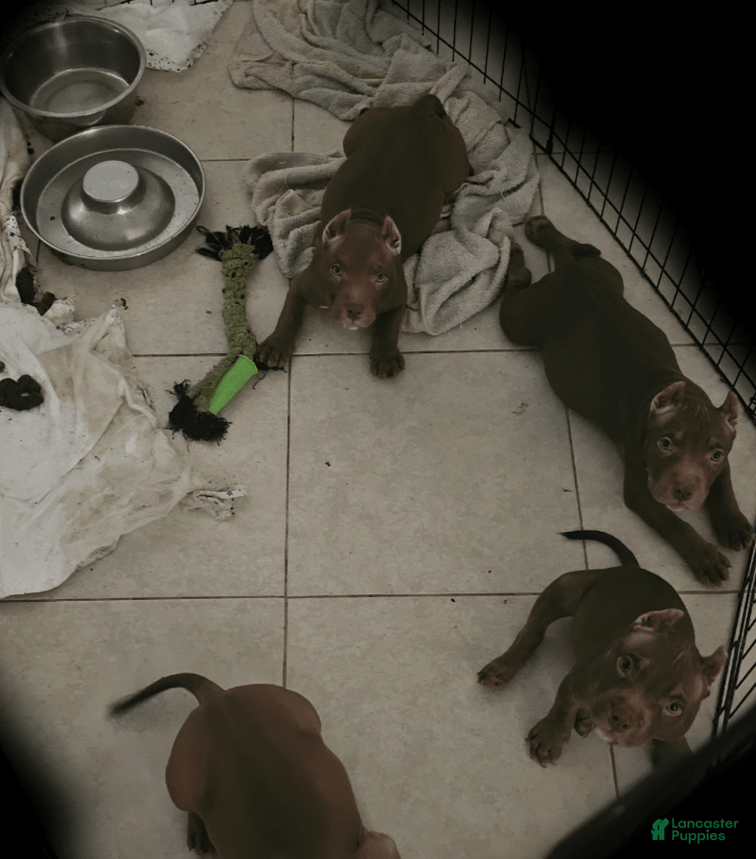 Gallery Image {{count}}