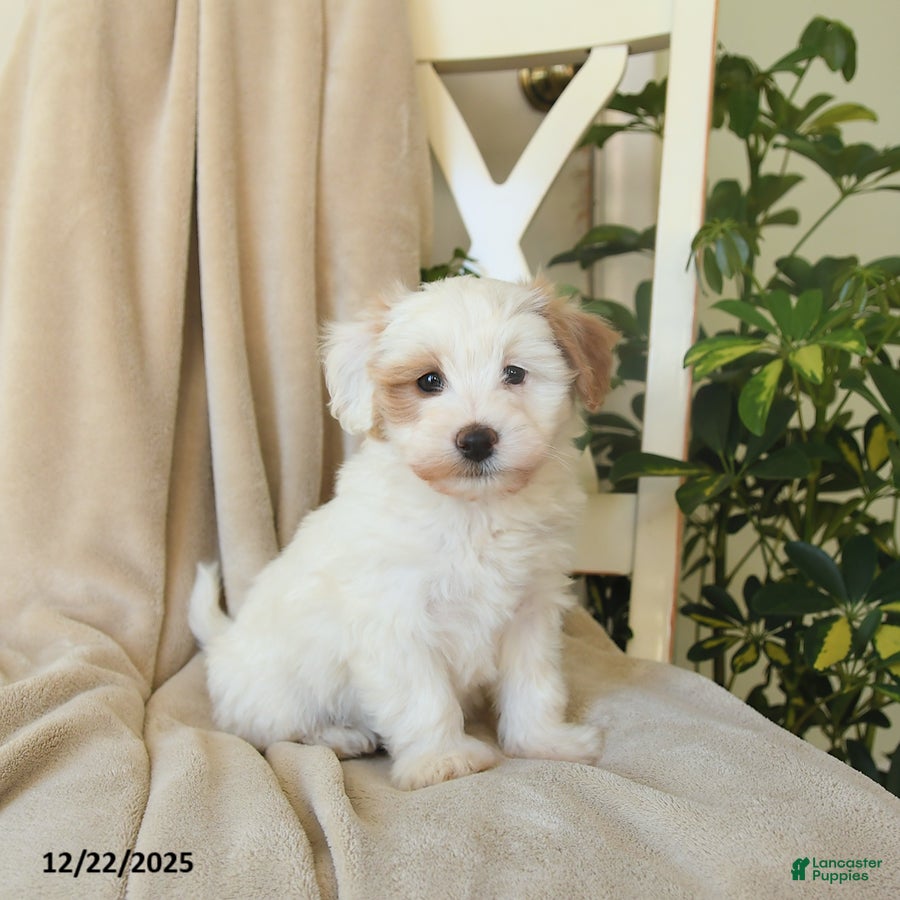 Havapoo dogs Lancelot - Ad 32