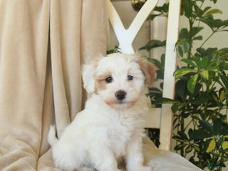 Havapoo dogs Lancelot - Ad 32