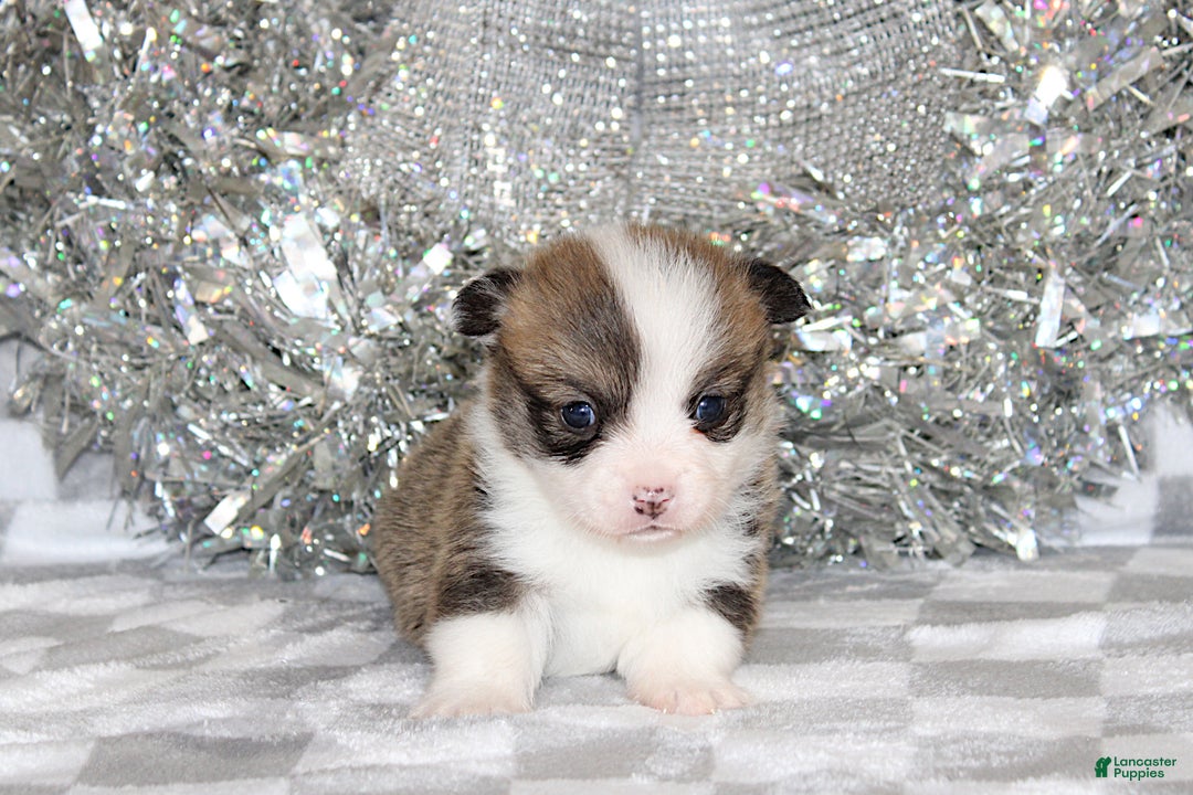 Welsh Corgi Pembroke dogs for sale: Mannie - Ad 3