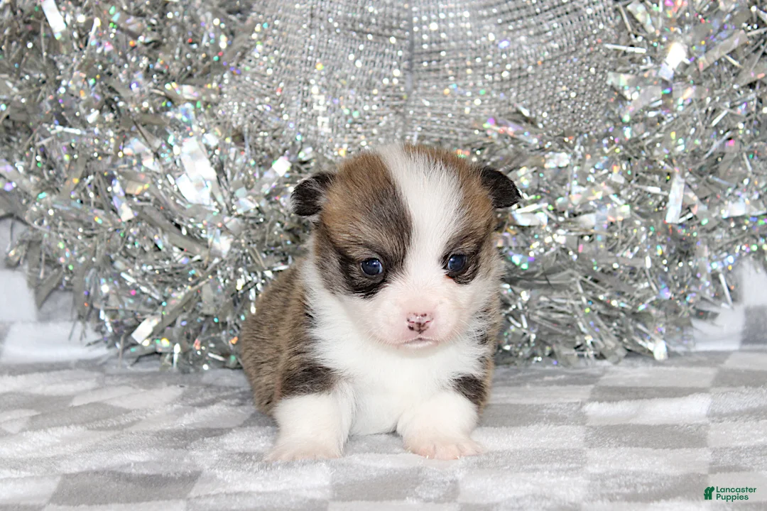 Welsh Corgi Pembroke dogs for sale: Carlotta - Ad 19