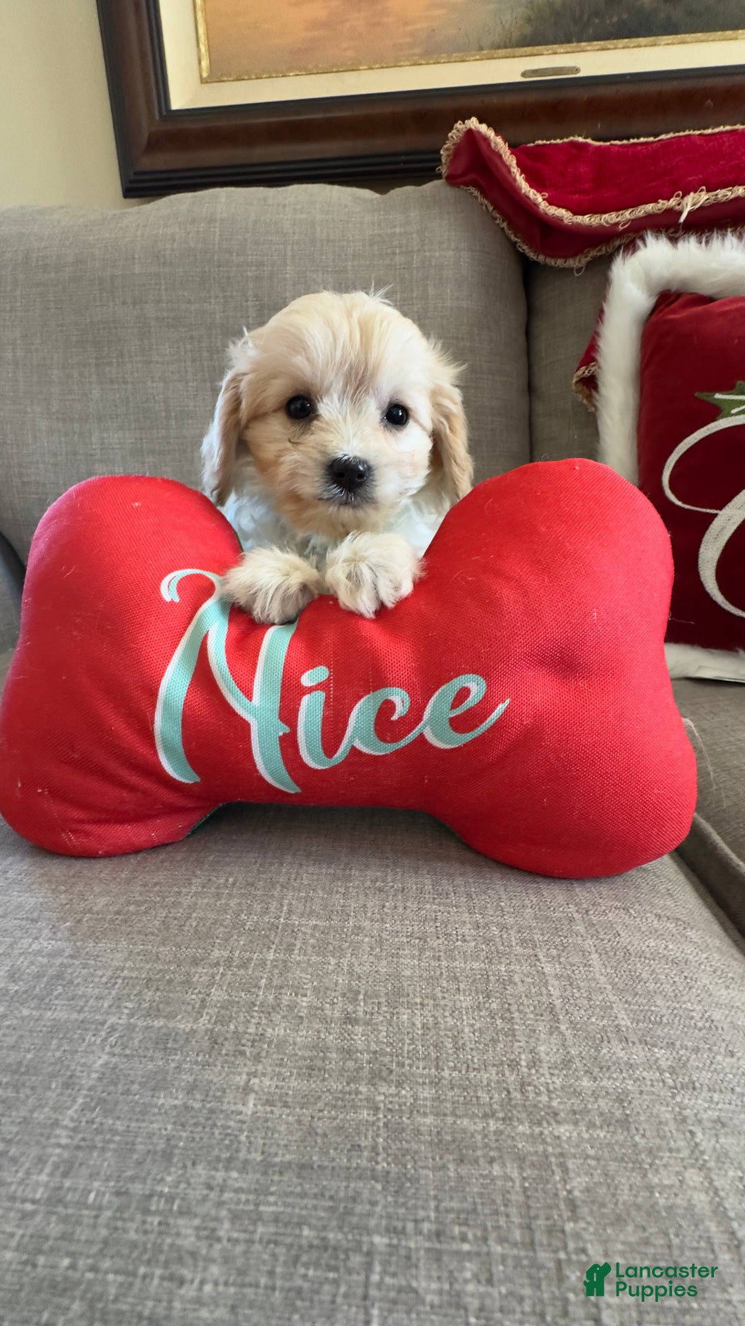 Cavachon dogs for sale: Abby - Ad 4