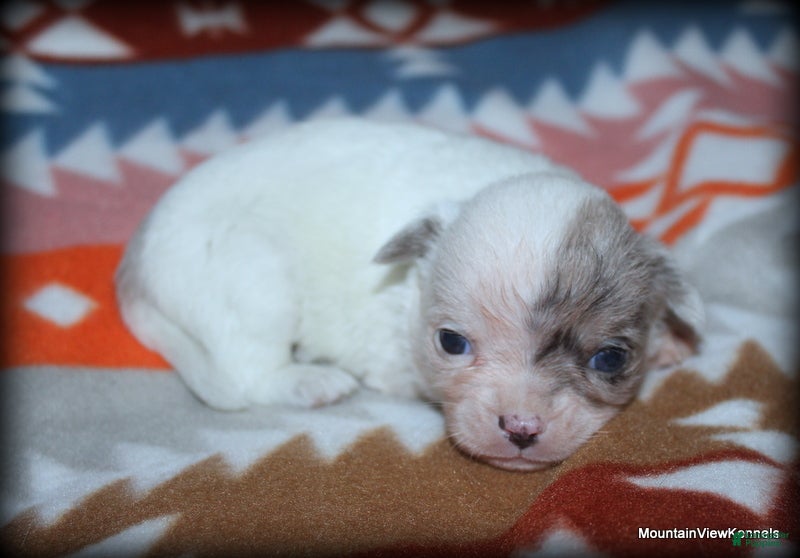 Blue Chihuahua Puppies for sale Lancaster Puppies