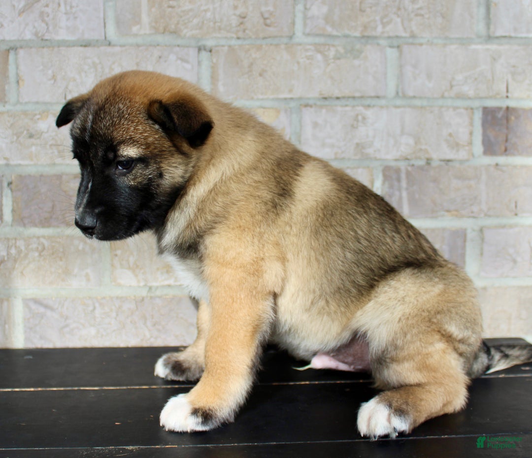 Mixed Breed dogs for sale: Sarge - Ad 3