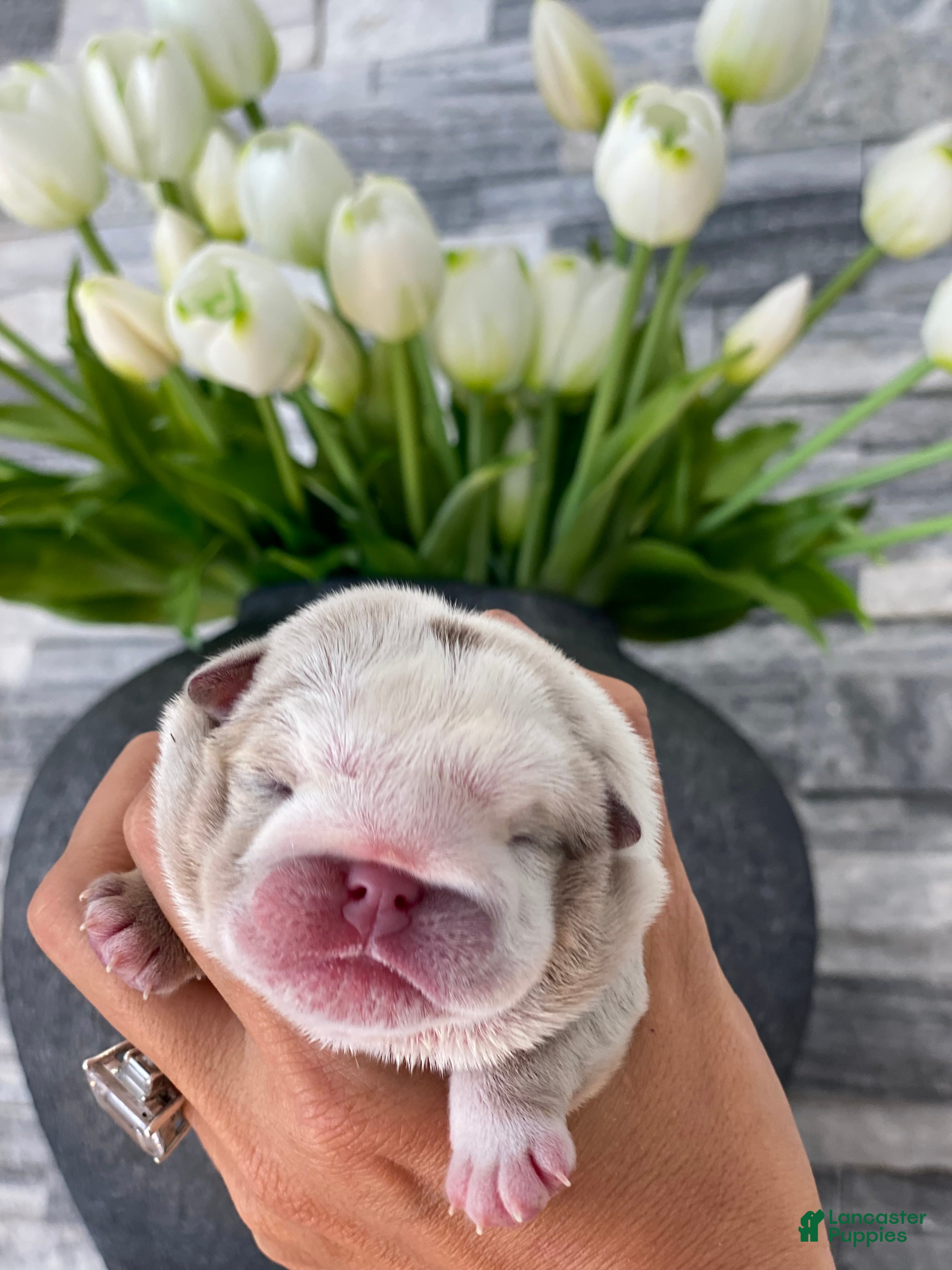 English Bulldog dogs ELOISE - Ad 21