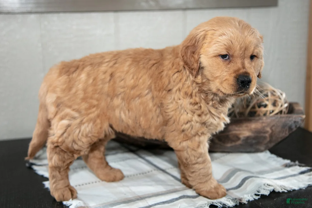 Golden Retriever dogs for sale: Zariah - Ad 2
