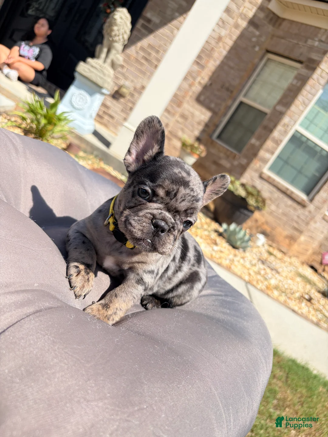 French Bulldog dogs for sale: Tilly Milly - Ad 1