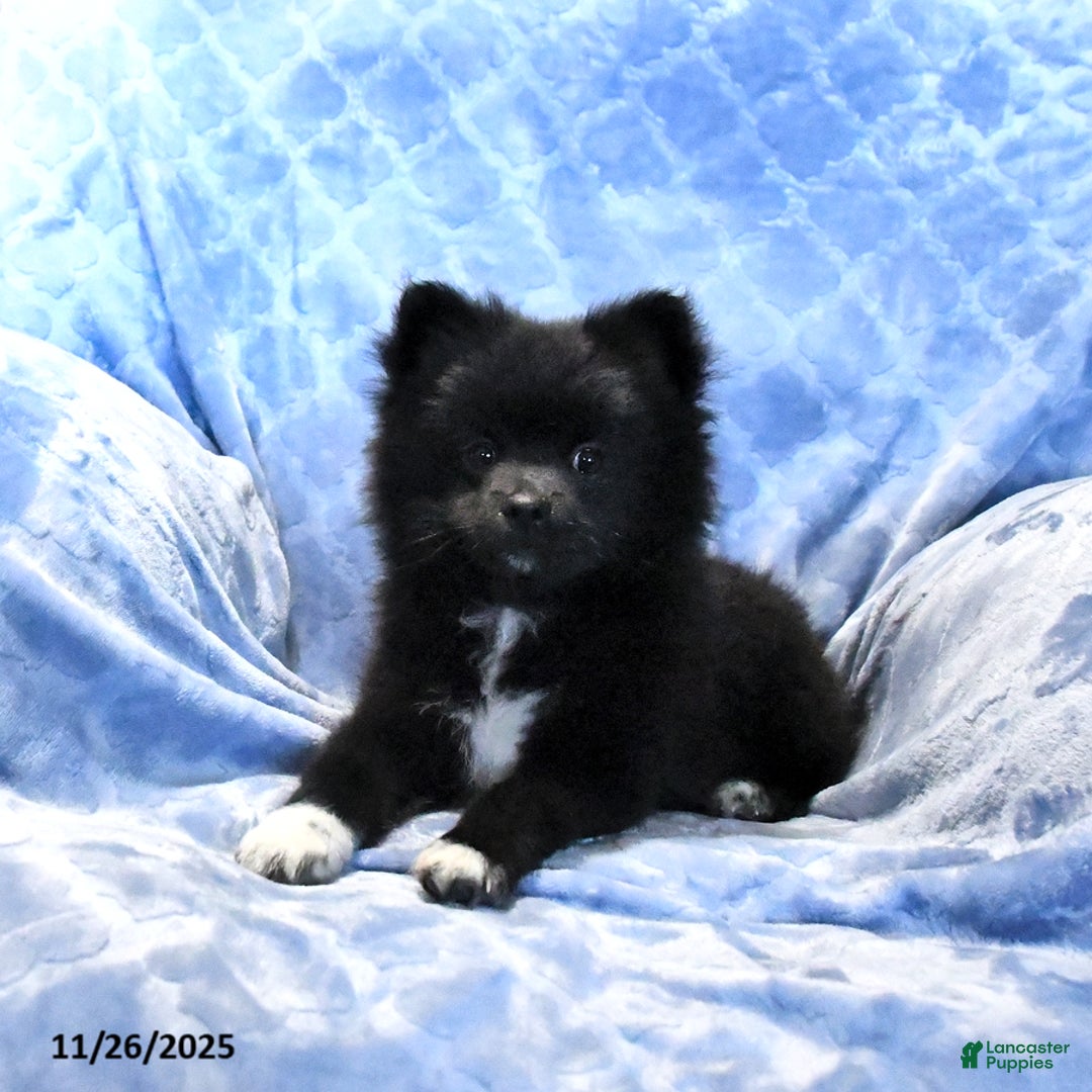 Pomeranian dogs for sale: Tigger - Ad 3