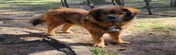 Tibetan Mastiff dogs for sale: Alfie - Ad 2