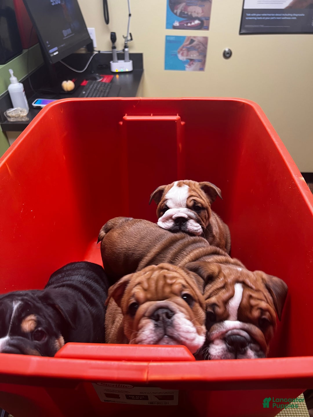 English Bulldog dogs for sale: English Bulldog litter of 5 puppies - Ad 19