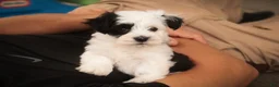 Havanese dogs for sale: Penny Havanese  - Ad 12
