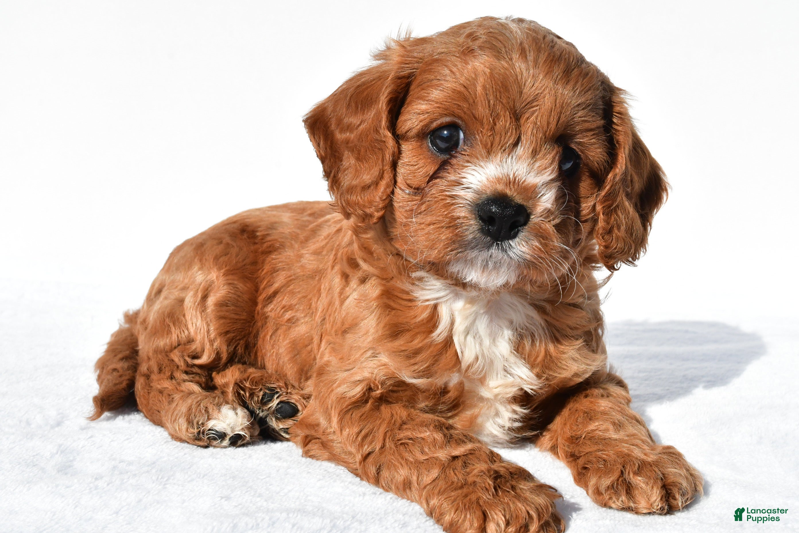 Cavapoo dogs Cash - Ad 1