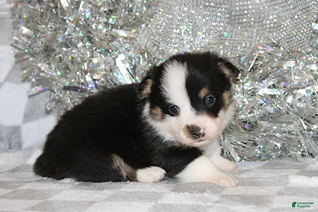 Welsh Corgi Pembroke dogs for sale: Carlotta - Ad 20