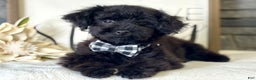 Toy Poodle dogs for sale: Peck - Ad 2