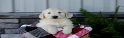 Golden Retriever dogs for sale: Baxter - Ad 5
