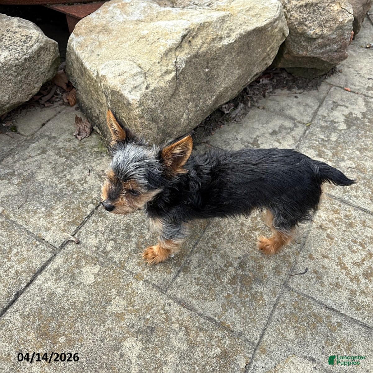 Yorkshire Terrier dogs Abraham - Ad 1