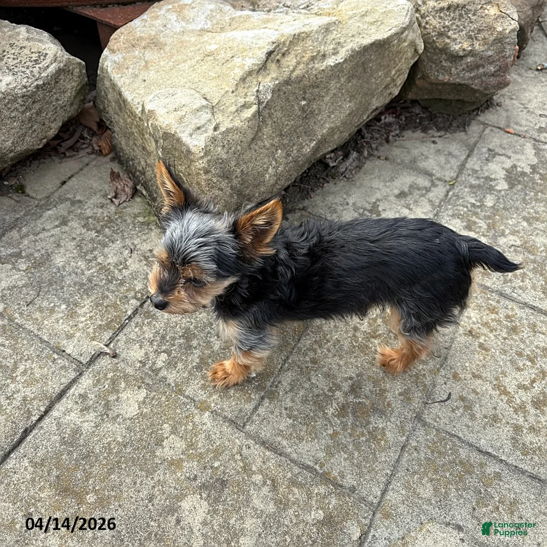 Yorkshire Terrier dogs for sale: Abraham - Ad 1