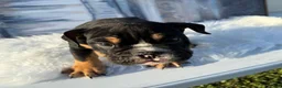 English Bulldog dogs for sale: Bruno - Ad 2