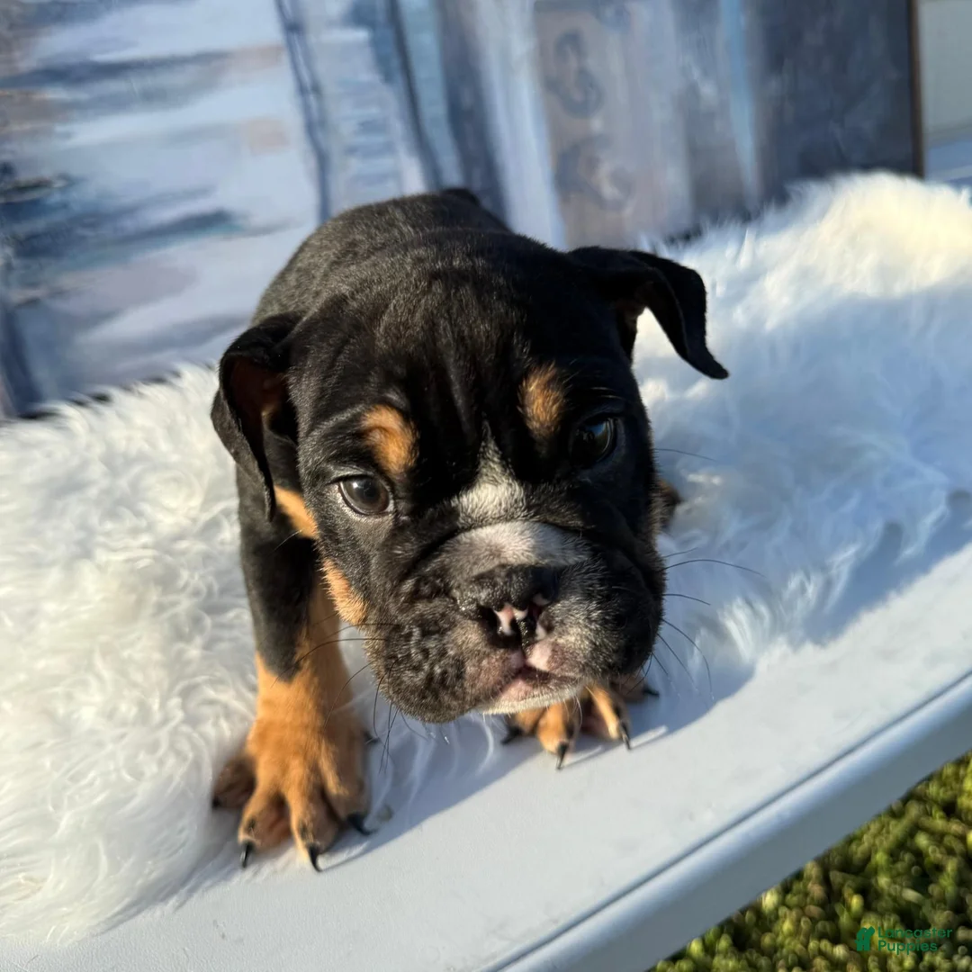 English Bulldog dogs for sale: Bruno - Ad 2