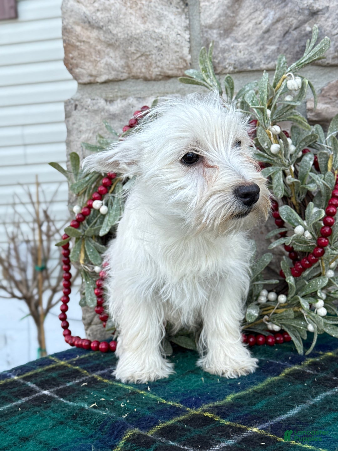 West Highland Terrier dogs for sale: Fancy - Ad 3