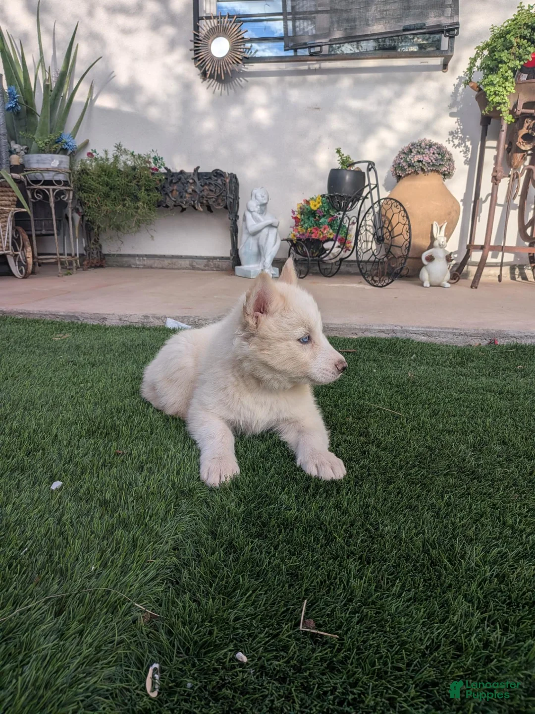 Siberian Husky dogs for sale: Siberian Husky 4 - Ad 2
