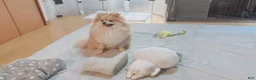 Pomeranian dogs for sale: Carter - Ad 5