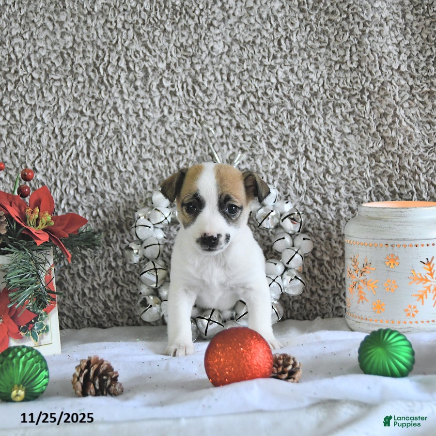 Jack Russell Terrier dogs Mikki - Ad 9