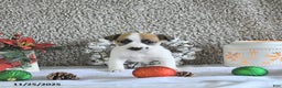 Jack Russell Terrier dogs for sale: Mikki - Ad 1