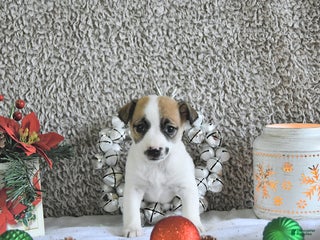 Jack Russell Terrier dogs Mikki - Ad 16