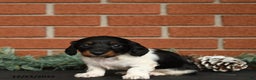 Miniature Dachshund dogs for sale: Oreo - Ad 4