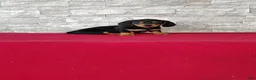 Miniature Dachshund dogs for sale: Kassandra - Ad 7