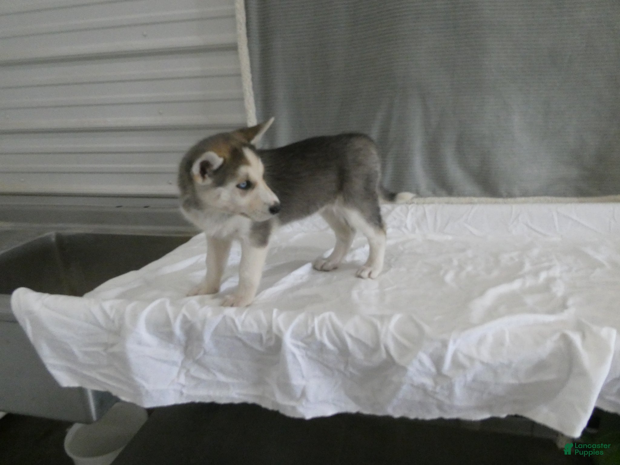 Gerberian Shepsky dogs Luna - Ad 2