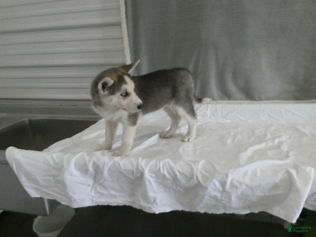 Gerberian Shepsky dogs for sale: Luna - Ad 2