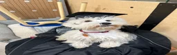 Miniature Schnauzer dogs for sale: Akc Bruno  - Ad 9
